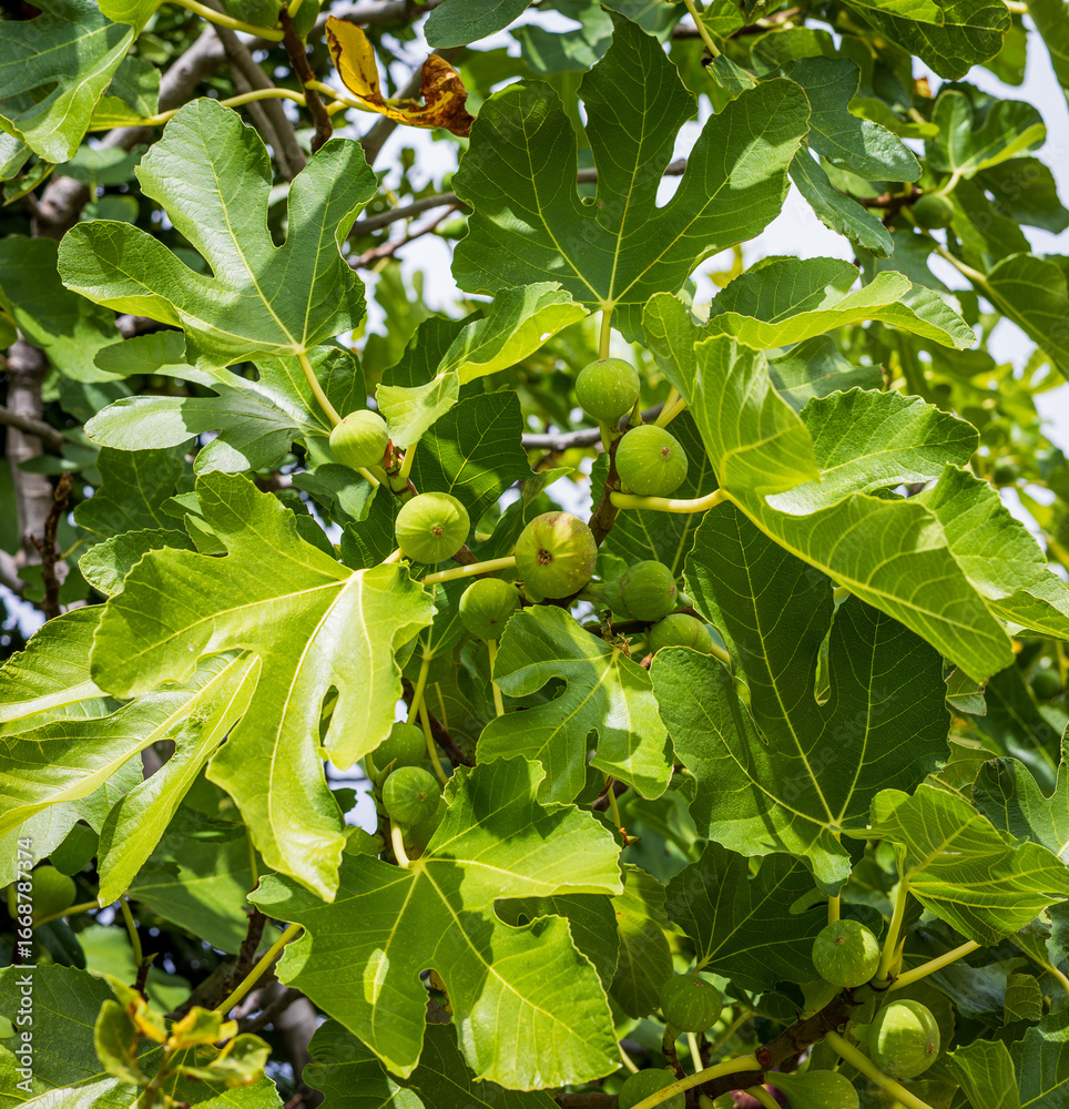Fototapeta premium Figs hanging on tree branches