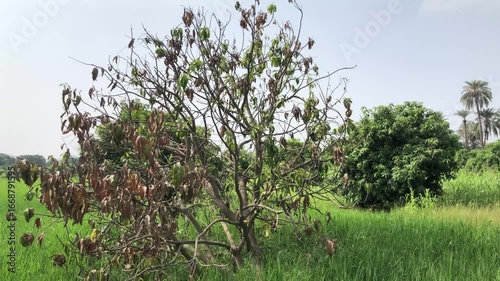 Withered tree in green field