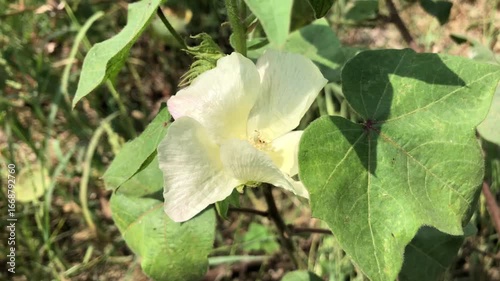 Morning glory flower and leaves
