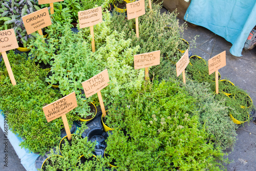 Piantine aromatiche:  lavanda dentata, salicornia, lemongrass, erba gatto,  erba fungo, pepe arancio, sambuco, lupini, origano della pampa, alchechengi, erba sale, stevia, coca cola, salvia fruttata, 