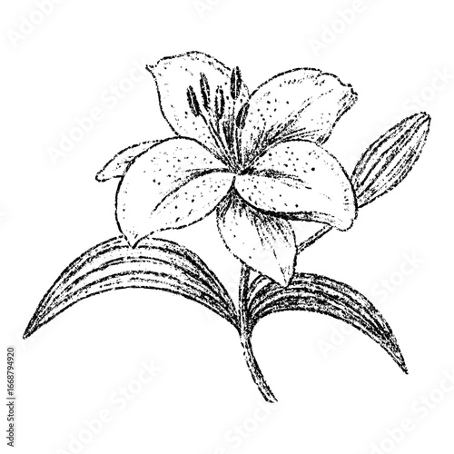 Sketch crayon aroma cosmetic flower of lily. Hand drawn scribble doodle fragrant wildflower summer plant. Pencil texture vector illustration for label of beauty product packaging.