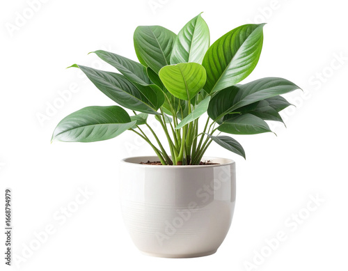  Modern Ceramic Pot with Green Indoor Plant, Isolated PNG