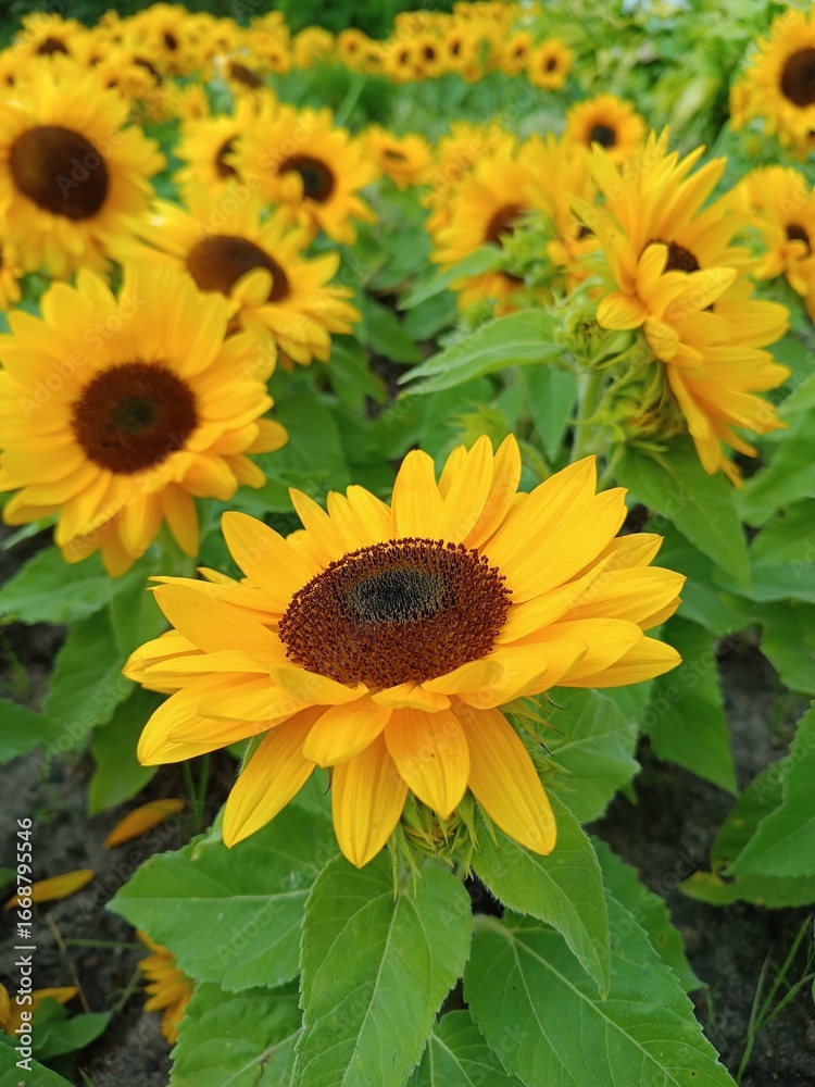 Obraz premium on the photo of a flower of sunflower against 
