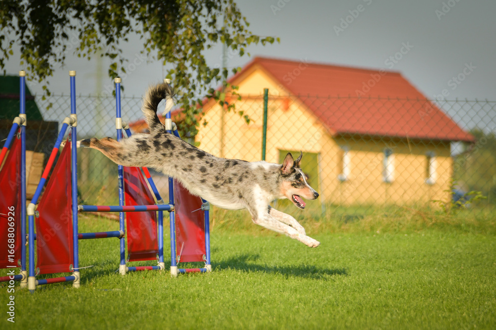 Obraz premium Dog is jumping over the hurdles. Amazing day on czech agility competition.