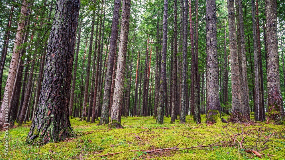 Obraz premium Dense forest with tall pine trees and mossy floor.