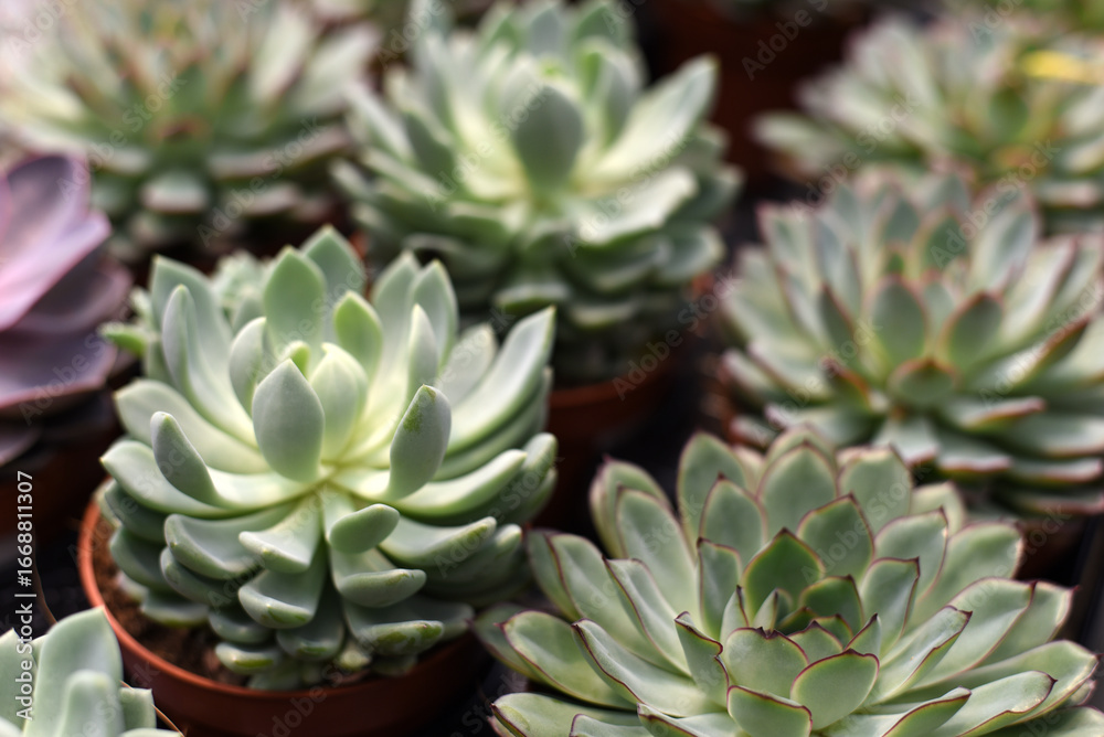 Obraz premium Houseplants