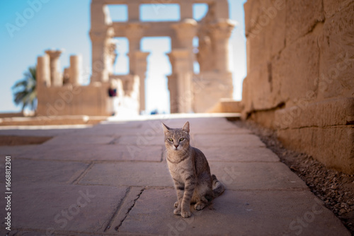 Photography Egyptian cat in Isis temple