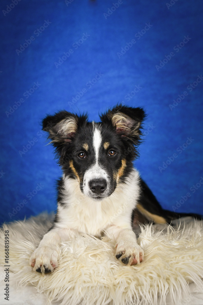Fototapeta premium Cute Border Collie puppy lying on fluffy rug in studio. Adorable Border Collie puppy lying on a white fluffy rug against a blue studio background. The young dog looks directly at the camera.