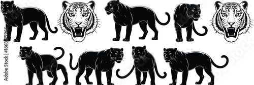 Black panther silhouettes, roaring tiger head, wild animal vector set, big cat wildlife illustration, predator feline design, jungle safari graphic, exotic nature art