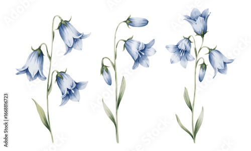 Elegant botanical watercolor illustration of purple campanula blooms. Purple bellflower blossoms with soft watercolor.