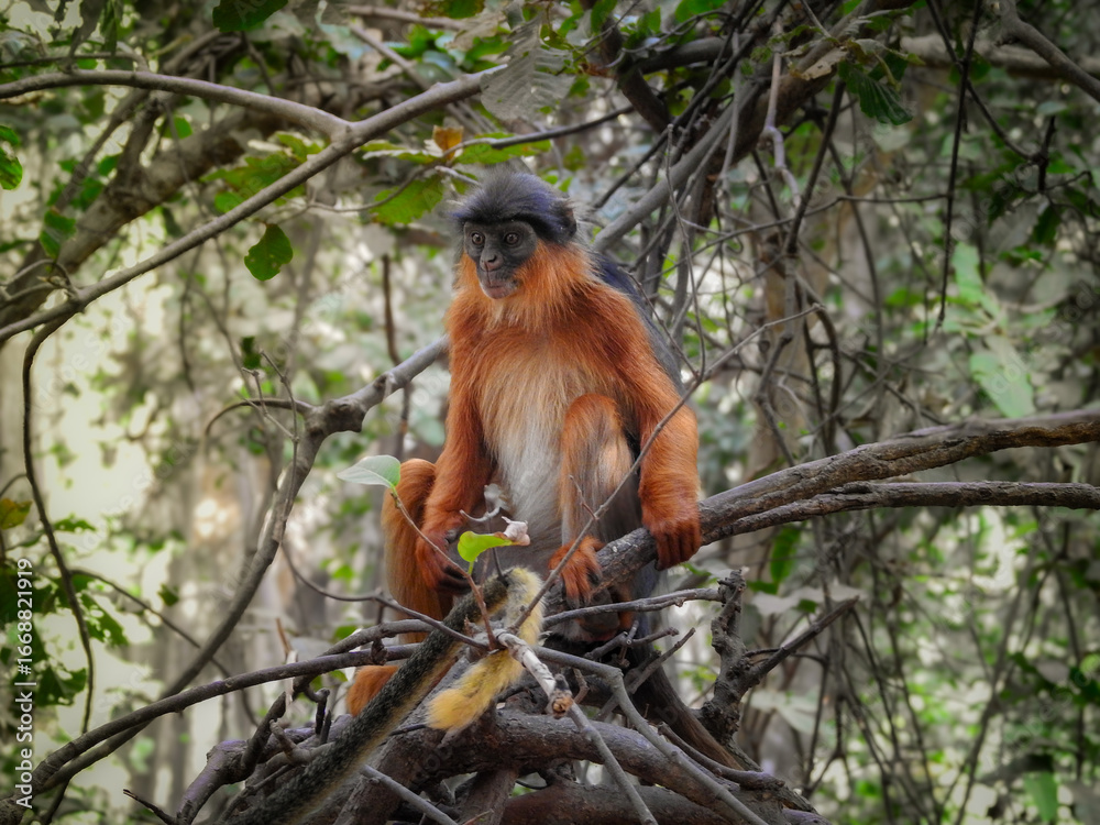 Fototapeta premium Alert Western Red Colobus