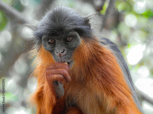 Western Red Colobus Looking Directly at Camera