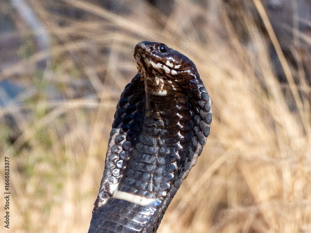 Fototapeta premium Close-up of Rinkhals cobra, Hemachatus haemachatus, with flared hood and flicking tongue