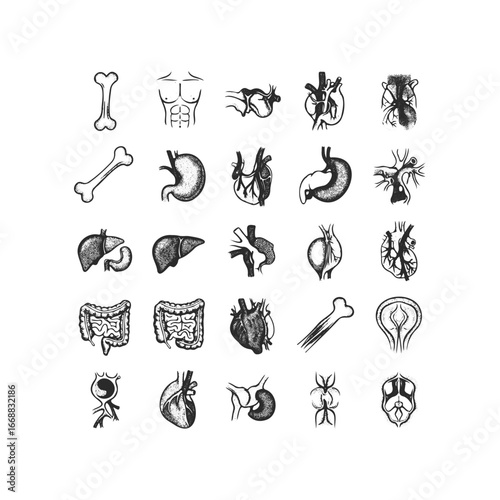 Hand-drawn human anatomy icons: organs, bones, muscles, digestive, cardiovascular, nervous systems
