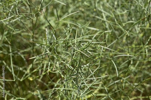 Foliage of a sulphurweed, Peucedanum officinale