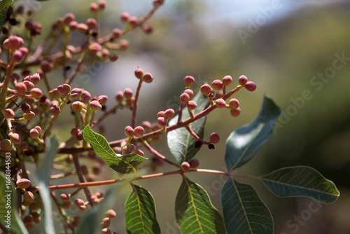Fruits and foliage of a terebinth, Pistacia terebinthus