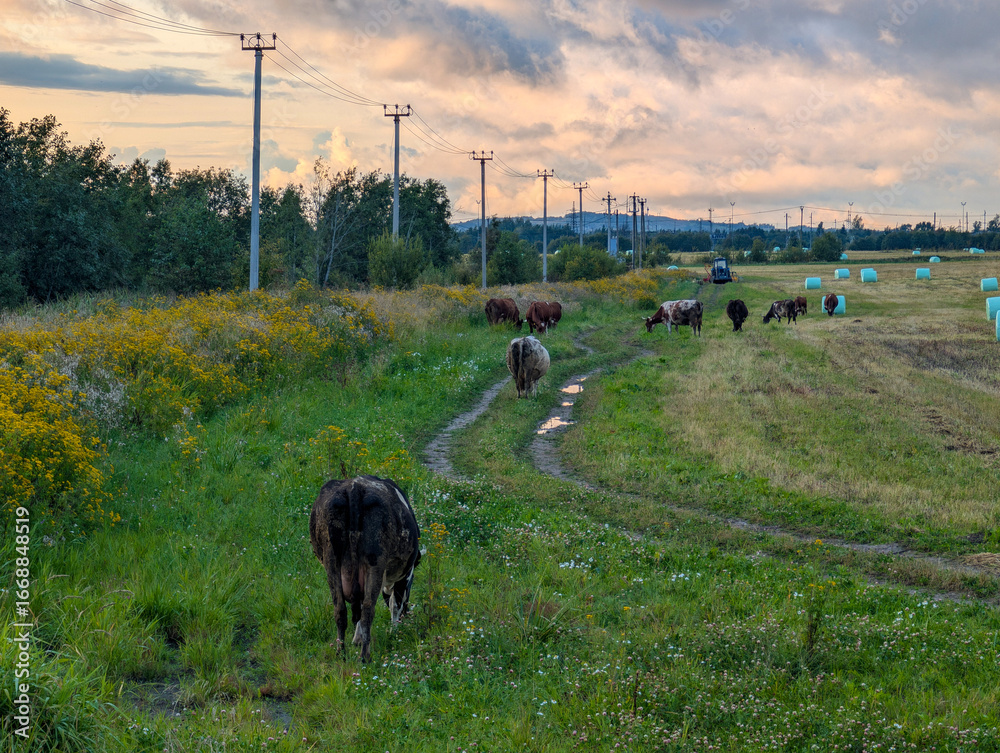 Fototapeta premium Cows in the field