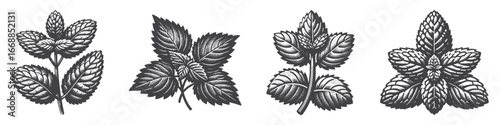 Vintage Hand-Drawn Mint Illustration, Fresh Herb Engraved Vector for Botanical and T-Shirt Design