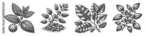 Vintage Hand-Drawn Coffee Tree Illustration, Botanical Plant Engraved Vector for Farm and T-Shirt Design
