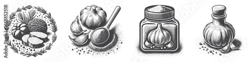 Vintage Hand-Drawn Garlic Illustration, Fresh Herb Engraved Vector for Cooking and T-Shirt Design