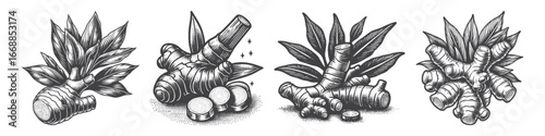 Vintage Hand-Drawn Galangal Illustration, Exotic Root Herb Engraved Vector for Culinary and T-Shirt Design