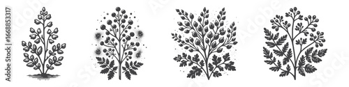 Vintage Hand-Drawn Horseradish Illustration, Spicy Root Herb Engraved Vector for Culinary and T-Shirt Design