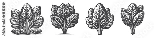 Vintage Hand-Drawn Spinach Illustration, Fresh Leafy Vegetable Engraved Vector for Garden and T-Shirt Design