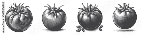 Vintage Hand-Drawn Tomato Illustration, Fresh Vegetable Engraved Vector for Garden and T-Shirt Design