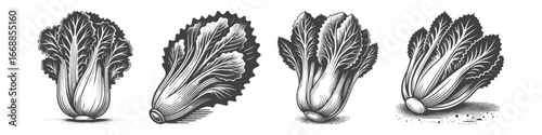 Vintage Hand-Drawn Wombok Illustration, Fresh Leafy Vegetable Engraved Vector for Garden and T-Shirt Design