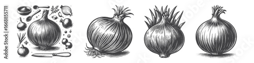 Vintage Hand-Drawn Shallot Illustration, Aromatic Bulb Engraved Vector for Culinary and T-Shirt Design