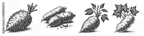 Vintage Hand-Drawn Yam Illustration, Root Tuber Engraved Vector for Farm and T-Shirt Design