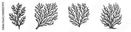 Vintage Hand-Drawn Seaweed Illustration, Ocean Plant Engraved Vector for Marine and T-Shirt Design