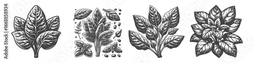 Vintage Hand-Drawn Spinach Leaf Illustration, Fresh Leafy Green Engraved Vector for Garden and T-Shirt Design