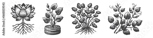 Vintage Hand-Drawn Root Flower Illustration, Blooming Plant Engraved Vector for Garden and T-Shirt Design