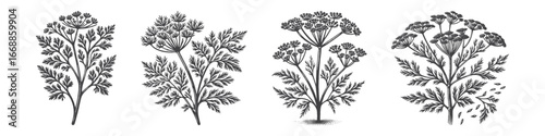 Vintage Hand-Drawn Angelica Flower Illustration, Aromatic Herb Engraved Vector for Garden and T-Shirt Design