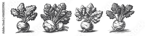 Vintage Hand-Drawn Turnip Illustration, Root Vegetable Engraved Vector for Garden and T-Shirt Design