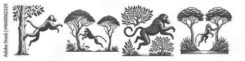 Vintage Hand-Drawn Baboon Jumping Between Trees Illustration, Primate Animal Engraved Vector for Wildlife and T-Shirt Design