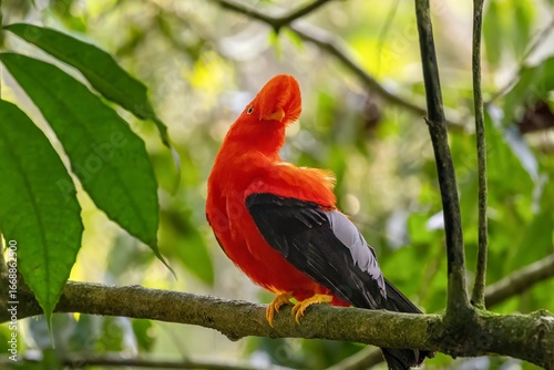 andean cock of the rock, in the wildvof Jardin de Antioquia, Colombia