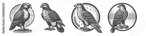 Vintage Hand-Drawn Hawk Illustration, Majestic Bird Engraved Vector for Wildlife and T-Shirt Design