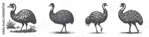 Vintage Hand-Drawn Ostrich Illustration, Flightless Bird Engraved Vector for Wildlife and T-Shirt Design