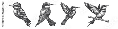 Vintage Hand-Drawn Hummingbird Illustration, Tiny Bird Engraved Vector for Nature and T-Shirt Design