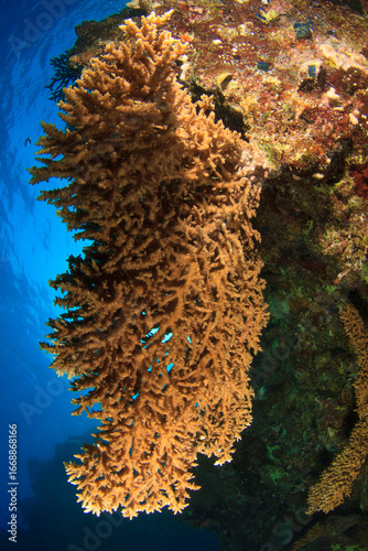 A brown-toned hard coral grows downward on the reef wall.