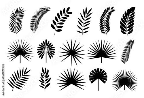 Collection of Black Silhouette Palm Leaves and Fan Shapes on White Background