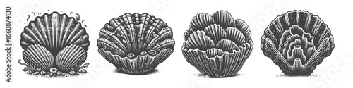Vintage Hand-Drawn Barnacle Illustration, Coastal Creature Engraved Vector for Ocean and T-Shirt Design