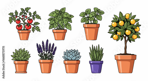 Home gardening plants include potted tomato, basil, and lavender, isolated on white. Home gardening plants provide fresh herbs, spices, and produce from your backyard garden.