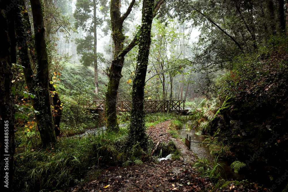 Bosque Bosque