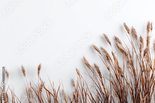 Dried grasses against a white background