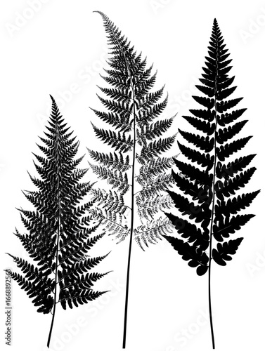 beautiful fern leaf silhouettes.