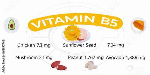 Vitamin B5 Content In Foods Infographic abstract avocado