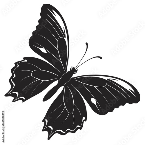 butterfly vector illustration